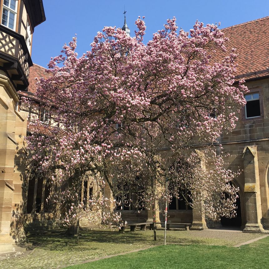 Kloster Maulbronn, Magnolie im Kreuzgarten