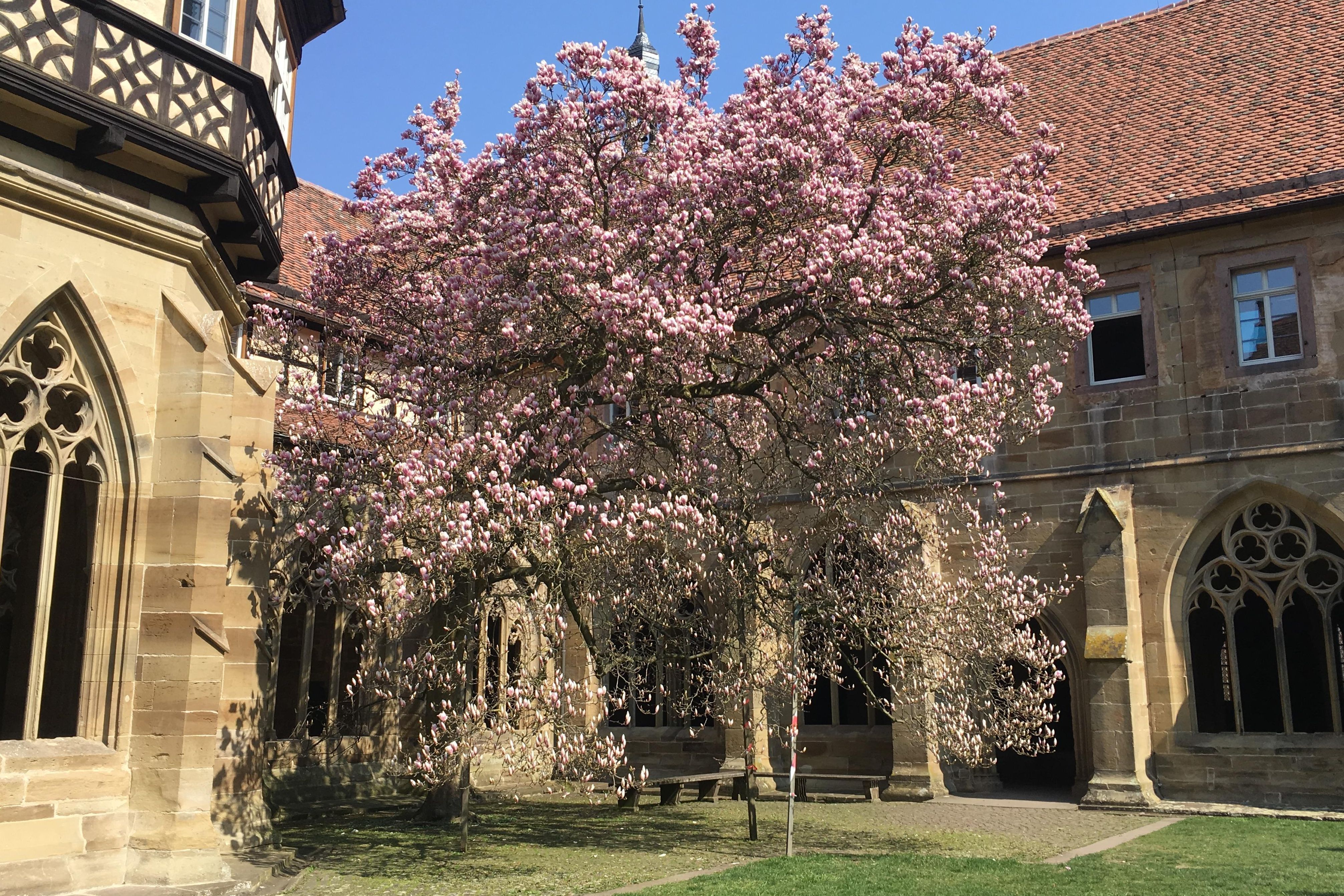 Kloster Maulbronn, Magnolie im Kreuzgarten